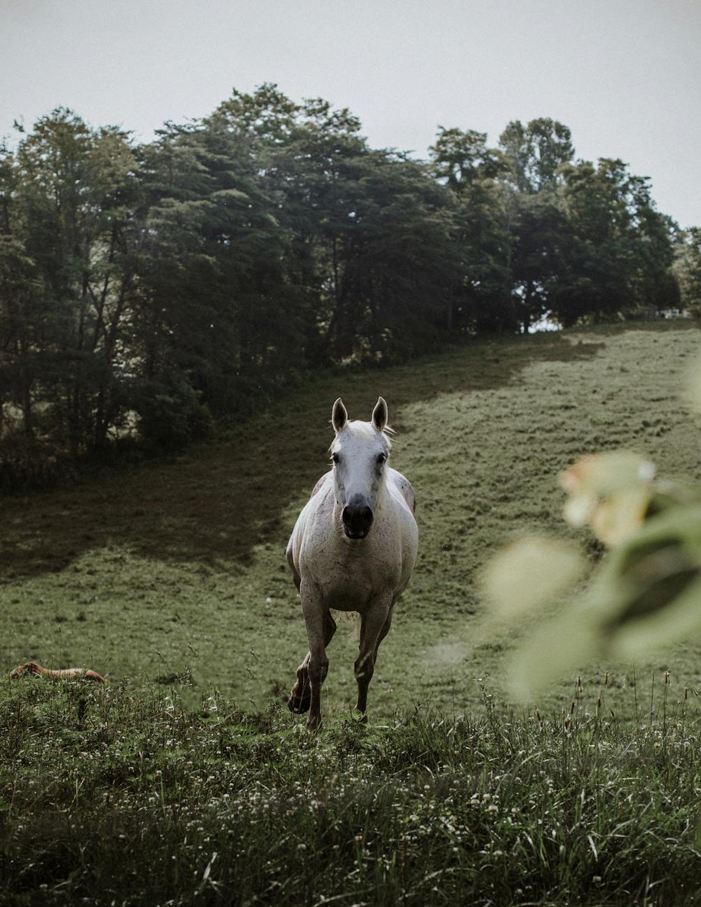Discover the Magic of the Lipica Stud Farm: Home of the White Lipizzan Horses